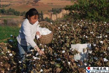 新疆小型采棉机 新疆进口采棉机