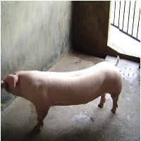 200斤二元母猪--出售200斤二元母猪