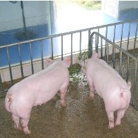 250斤二元母猪//发情二元母猪（大小均有）