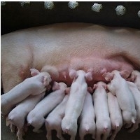 怀孕母猪价格/怀孕母猪供应/怀孕母猪批发图1