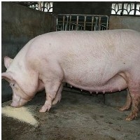 哪里可以买到最优质的“二元母猪”？