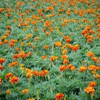 山东孔雀草最好的供应商找青州森淼花卉！