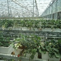 农业温室大棚建造-花卉温室建设-日光温室建设厂家图1