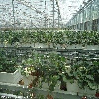 潍坊农业温室大棚|优质农业温室大棚|山东农业温室大棚