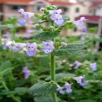 河南猫薄荷如何选购 河南猫薄荷什么季节栽种{百草香芳香植物}