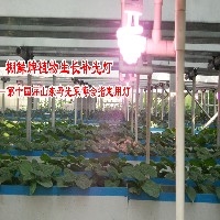 温室植物补光灯-三元朱图1