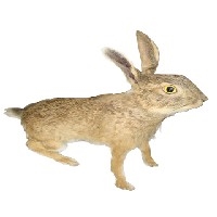 野兔标本