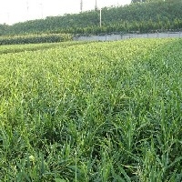 山东最好的有机大姜种植基地-青州大姜专业合作社