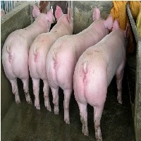 青州二元怀孕母猪供应商哪家最给力？图1