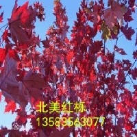 金叶复叶槭，皇家雨点海棠，北美红栎
