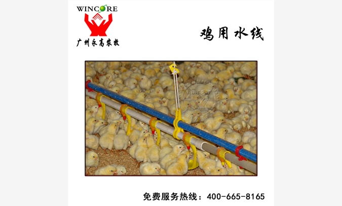 自动鸡用水线 自动化养鸡鸭设备