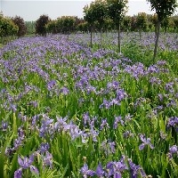 鸢尾基地|鸢尾价格|鸢尾批发|青州雨轩图1