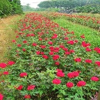 品种月季基地/品种月季种植基地/雨轩苗木图1