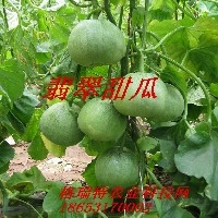 济南甜瓜种子