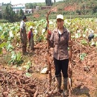 选好的花奇莲种植基地，就到中环莲藕，保证让您满意！图1