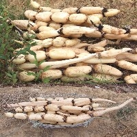 想学浅水莲藕种植技术就来济南专业种植合作社，价格低保证学会图1