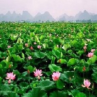 泰国花奇莲山东最大种植基地优选中环莲藕，价格低产量高