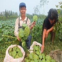 山东最大的莲藕种植基地，口感极佳，让您吃到嘴里，甜到心里。图1