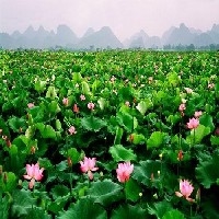 济南最好的莲藕种植基地，保质保量，包您满意。
