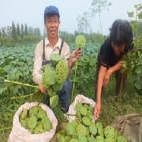 济南最大的泰国花奇莲种植基地 优质供应商 您的最佳选择。图1
