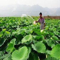 山东最优质的南斯拉夫雪藕 优质供应商 批量生产 速来选购。