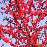 邵陽(yáng)紅葉碧桃價(jià)格！5公分6公分紅葉碧桃基地