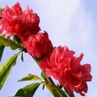 3-6-8公分樱花小苗【山东樱花价格】图1