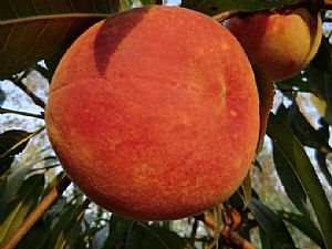 桃树新品种
