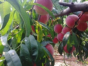 桃品种