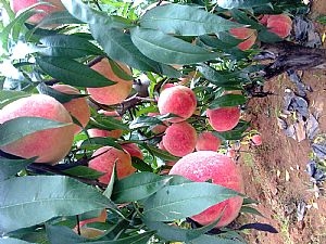 最新桃树品种
