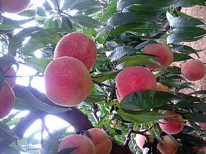 山东桃树品种