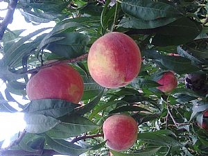 山东桃子品种