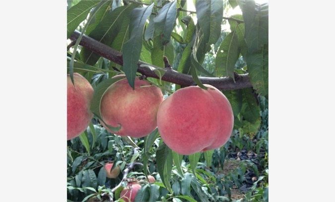 桃树优良品种