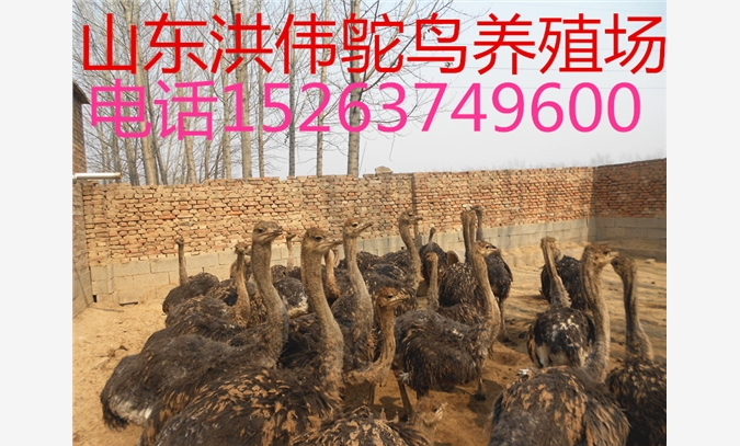 山东济宁洪伟鸵鸟养殖场图1