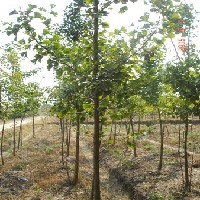 北京8公分实生银杏树基地优质银杏苗木供应，速来订购图1