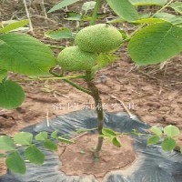 核桃苗栽植时的树坑要求-淄博冠核公司提供最好的冠核1号种苗图1