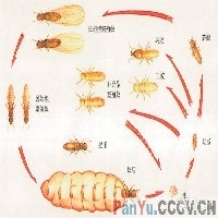 深圳专业的白蚁防治公司，科达白蚁虫害防治有限公司提供图1