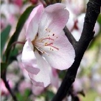 青州樱花价格，潍坊樱花种植，青州樱花种植【冯家花卉】