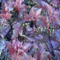潍坊｛紫叶风箱果种植/暴马丁香价格/供应紫叶矮樱｝
