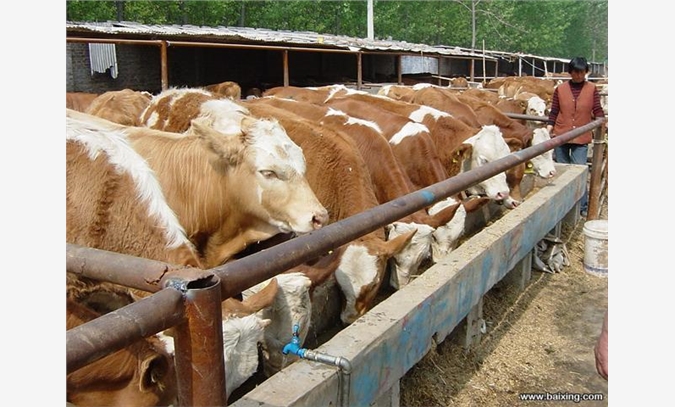 山西肉牛，忻州肉牛，忻州市肉牛场