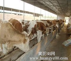 山西肉牛，忻州肉牛，忻州市肉牛场图1