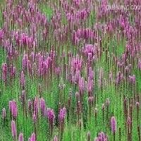 【蛇鞭菊批发】蛇鞭菊种植基地//蛇鞭菊价格图1