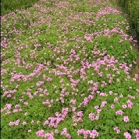 地被石竹供应商//地被石竹种植基地【地被石竹价格】