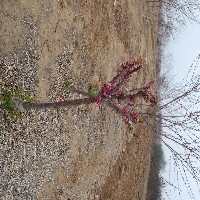 映霜红桃树