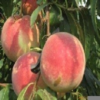 优质映霜红桃||青州蜜桃产地||突围桃价格