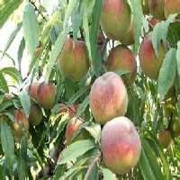 潍坊桃树苗|映霜红桃苗供应商|映霜红桃苗种植基地