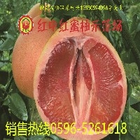红中红蜜柚种苗图1