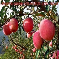 新疆阿克苏糖心苹果