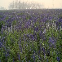 薰衣草种植基地|专业的薰衣草种植基地|李珊园艺图1