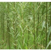 竹柳种植，竹柳最新价格，竹柳种植基地，欢迎联系济南昌霖！